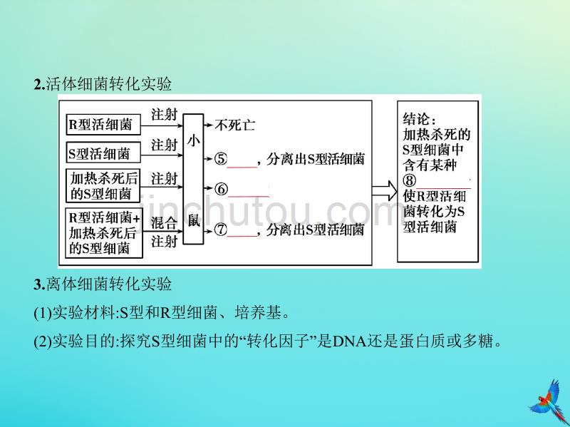 （5年高考3年模拟A版）浙江省高考生物总复习专题10遗传的分子基础课件_第4页