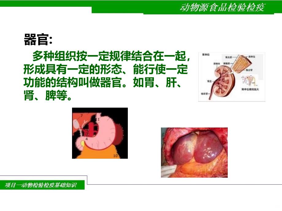 动物检验检疫基础知识PPT课件.ppt_第3页