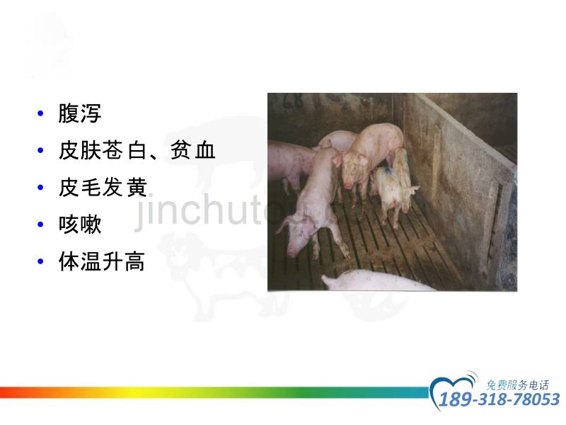 圆环病毒的防治PPT课件.ppt_第5页