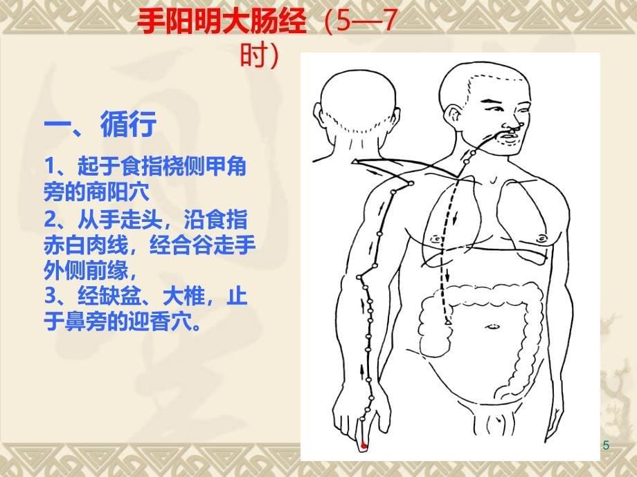 手阳明大肠经及其作用PPT课件.ppt_第5页