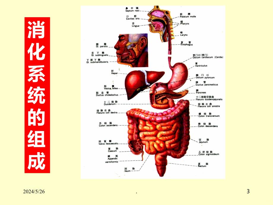 组织学I消化系统PPT课件.ppt_第3页