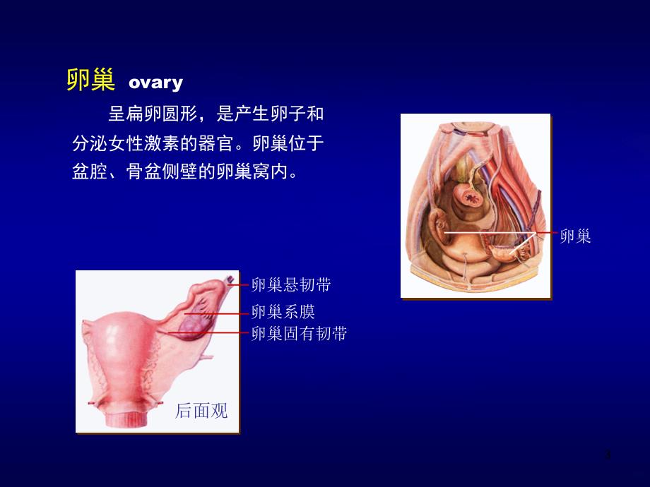 女性盆腔断层解剖PPT课件.ppt_第3页