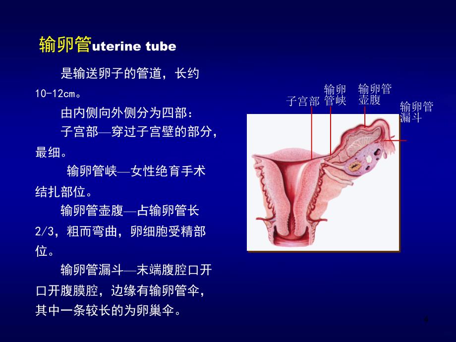 女性盆腔断层解剖PPT课件.ppt_第4页