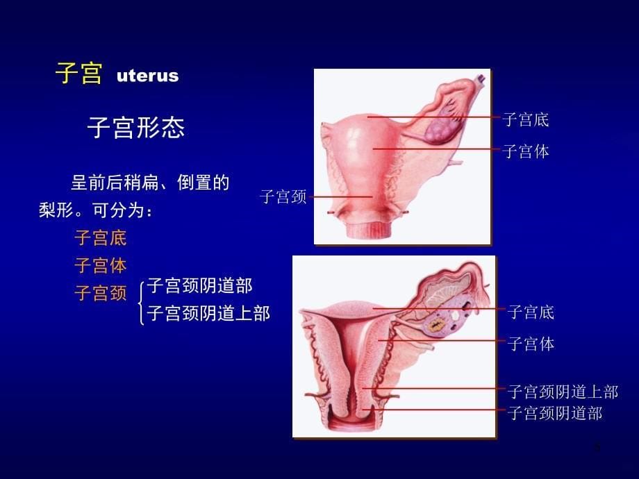 女性盆腔断层解剖PPT课件.ppt_第5页