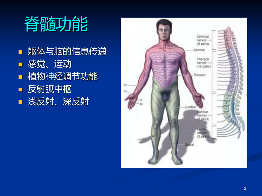 脊柱脊髓损伤的临PPT课件.ppt_第2页