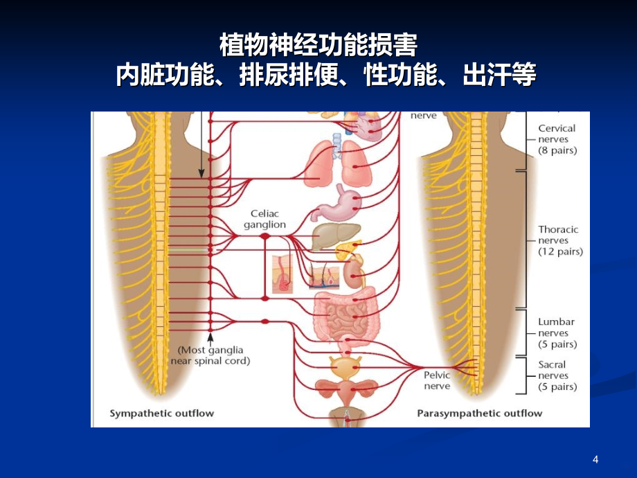 脊柱脊髓损伤的临PPT课件.ppt_第4页