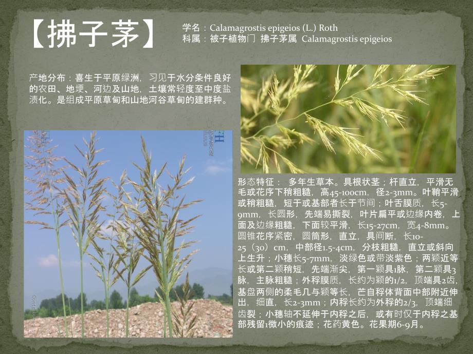 植物图鉴PPT课件.ppt_第3页