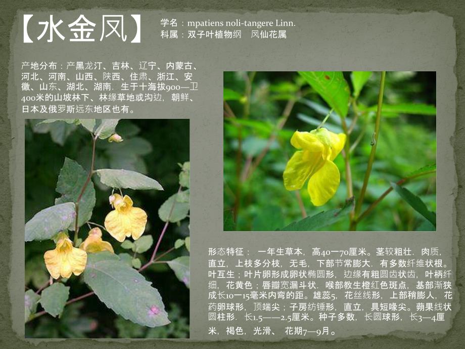 植物图鉴PPT课件.ppt_第4页