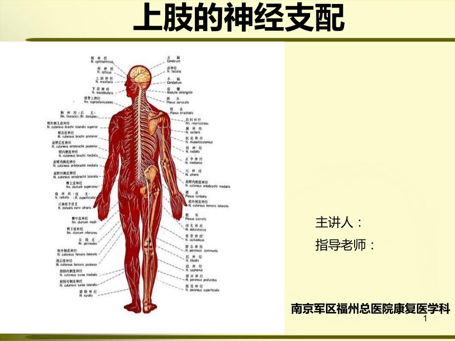 上肢神经的支配PPT课件.ppt_第1页