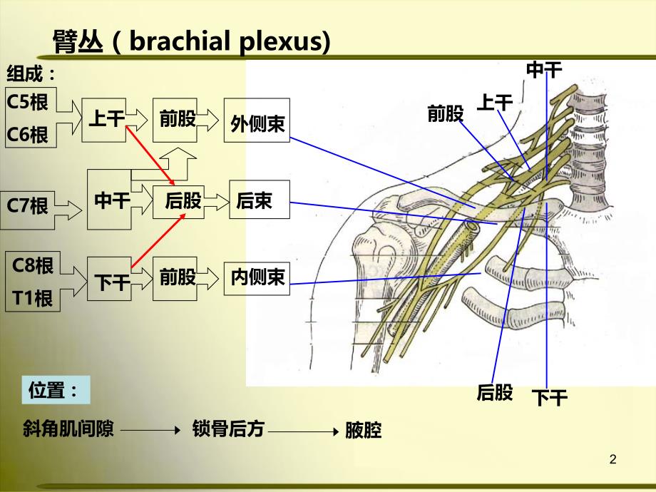 上肢神经的支配PPT课件.ppt_第2页