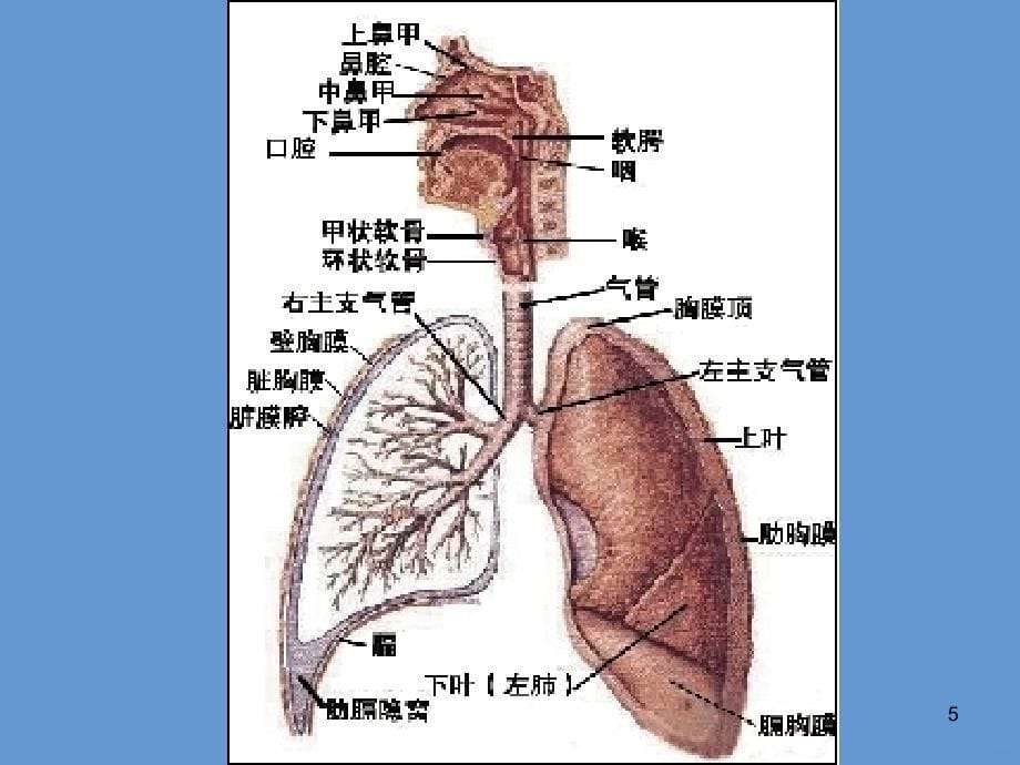 正常纤维支气管镜下结构PPT课件.ppt_第5页