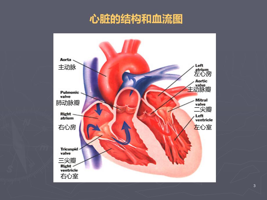 心脏疾病PPT课件.ppt_第3页