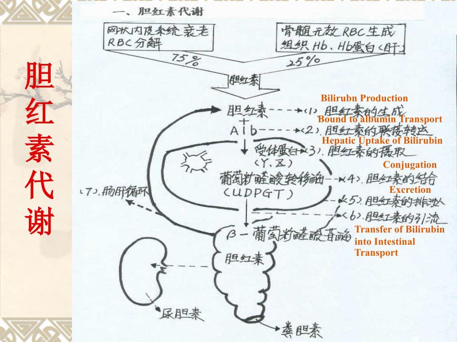 儿科护理学课件-新生儿黄疸_第4页