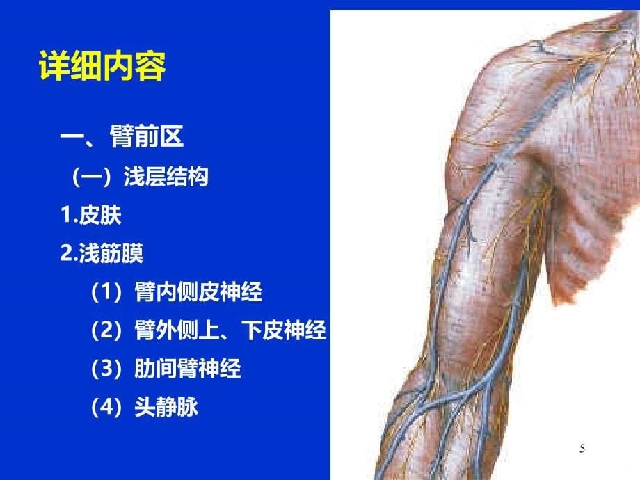 上肢解剖精品PPT课件.ppt_第5页