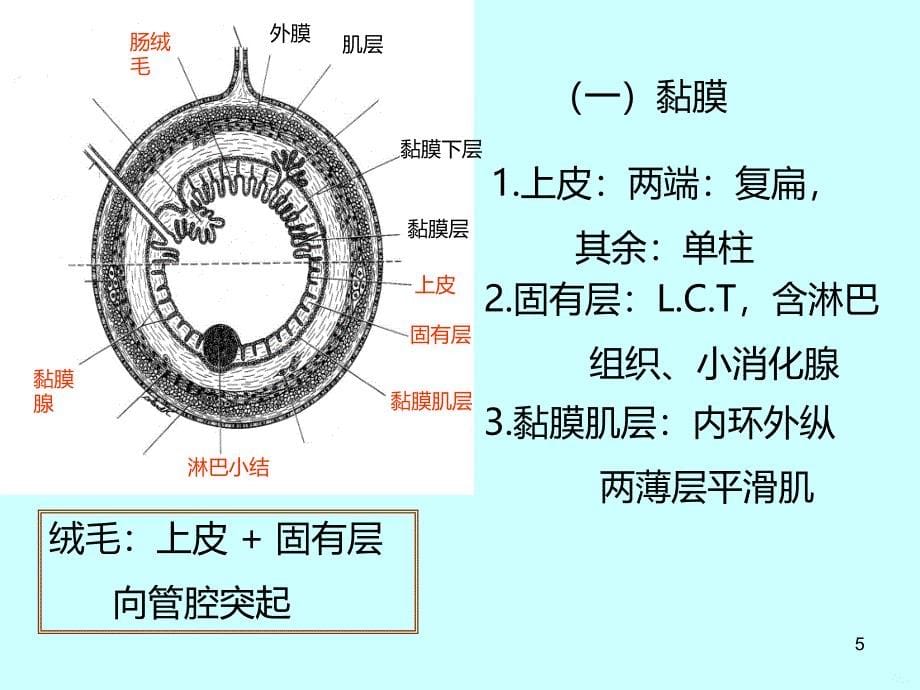 组织胚胎学-消化系统PPT课件.ppt_第5页