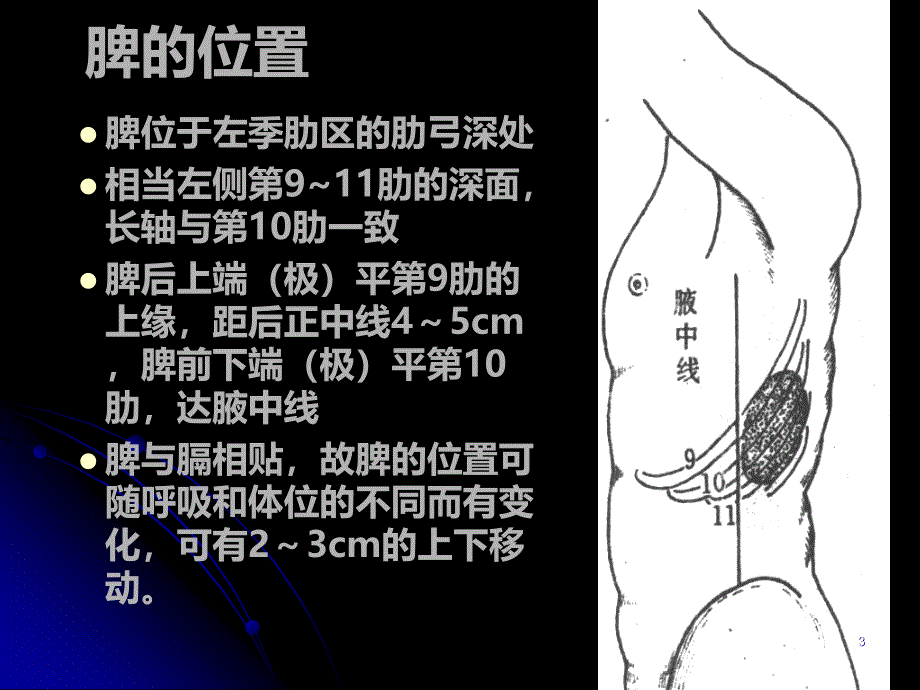 中国医科大学腹部局解PPT课件.ppt_第3页