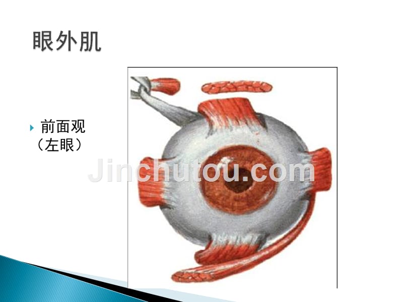 动眼、滑车、外展神经解剖PPT课件.ppt_第4页