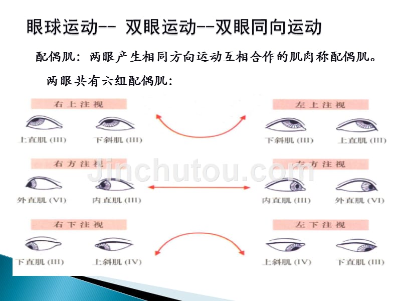 动眼、滑车、外展神经解剖PPT课件.ppt_第5页