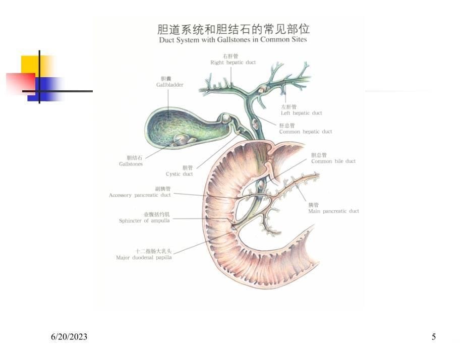 三、胆石症PPT课件.ppt_第5页