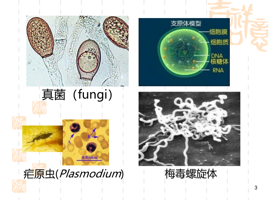 非处方药与家庭用药第四讲PPT课件.ppt_第3页