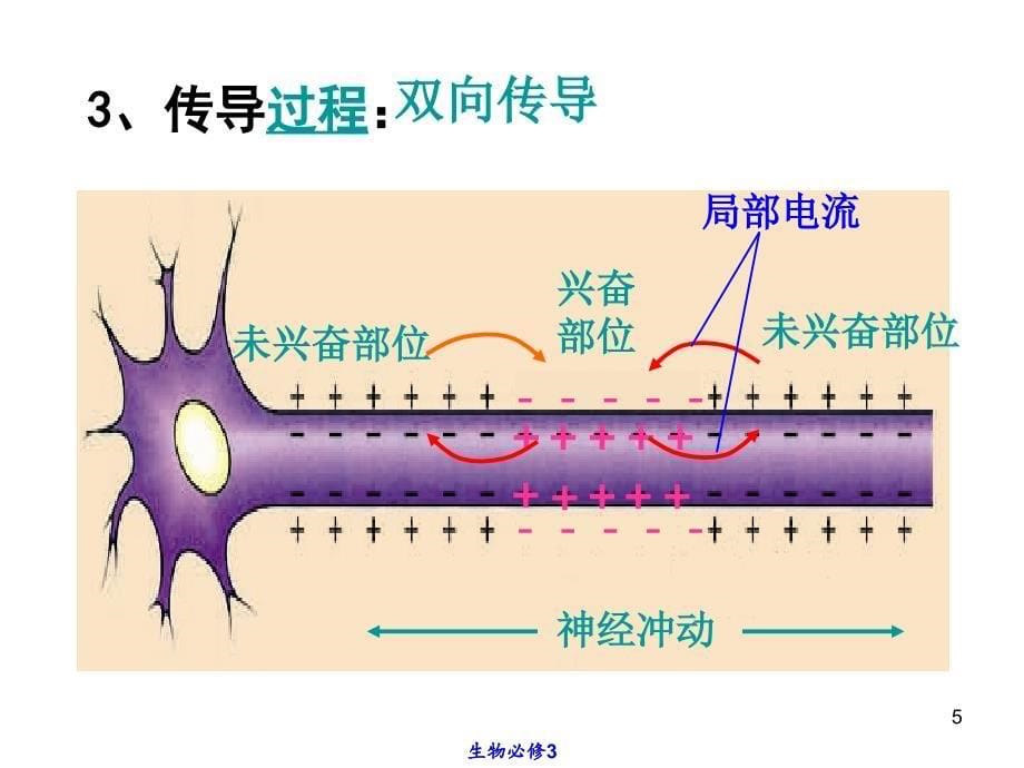 人体神经调节第二课时ppt课件.ppt_第5页