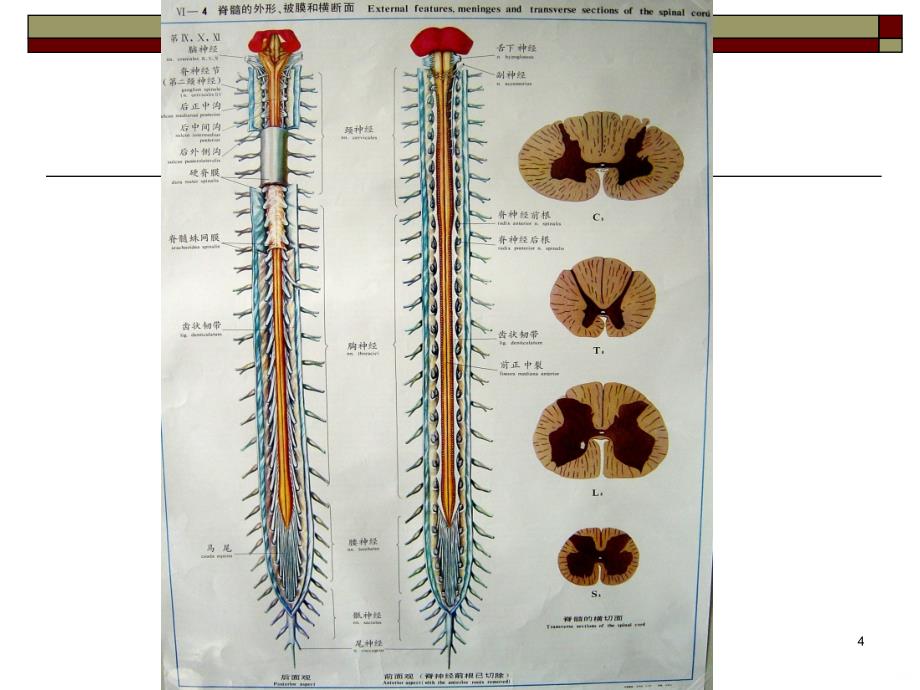 脊髓的神经解剖PPT课件.ppt_第4页