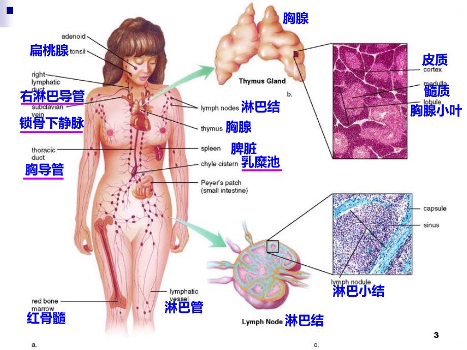 名师推荐淋巴系统与免疫PPT课件.ppt_第3页