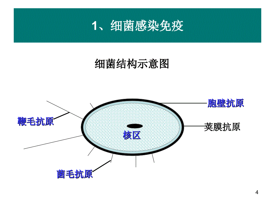 感染免疫和疫苗ppt课件.ppt_第4页