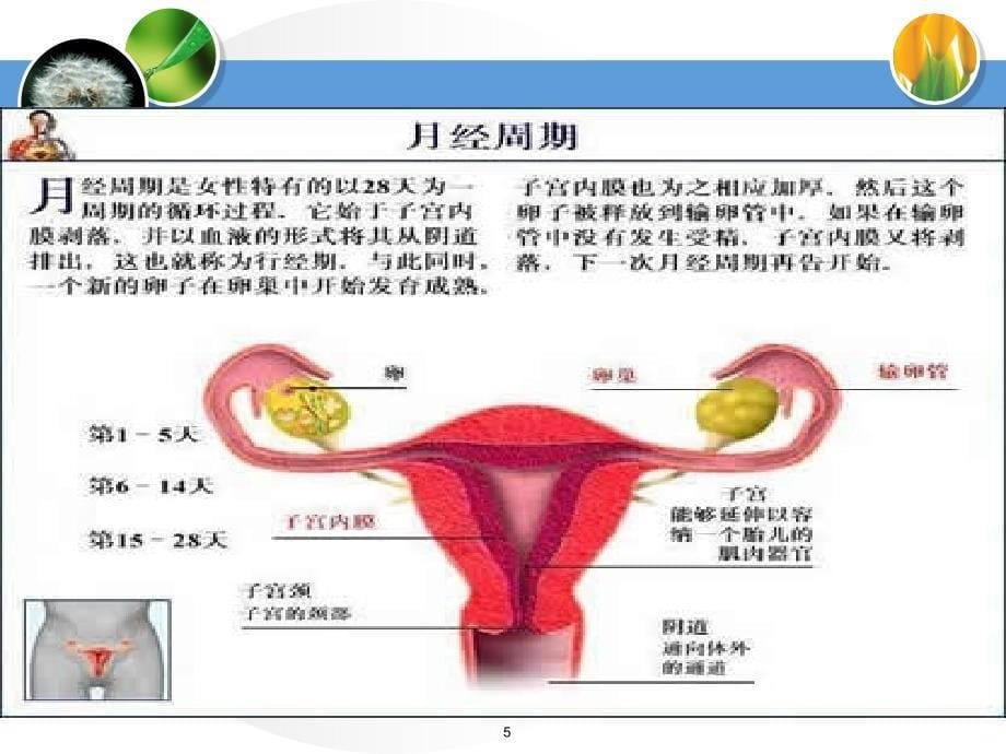 孕妇乳母营养与膳食PPT课件.ppt_第5页