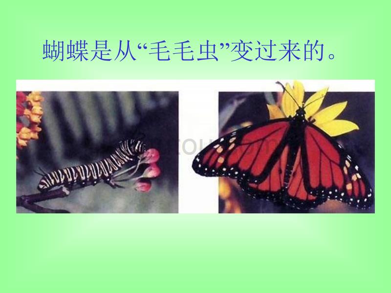 昆虫的生殖和发育PPT课件(1).ppt_第3页