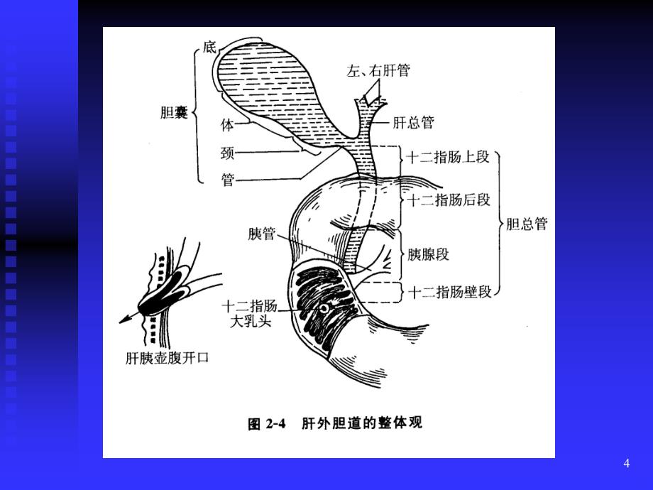 胆道疾病超声诊断PPT课件.ppt_第4页