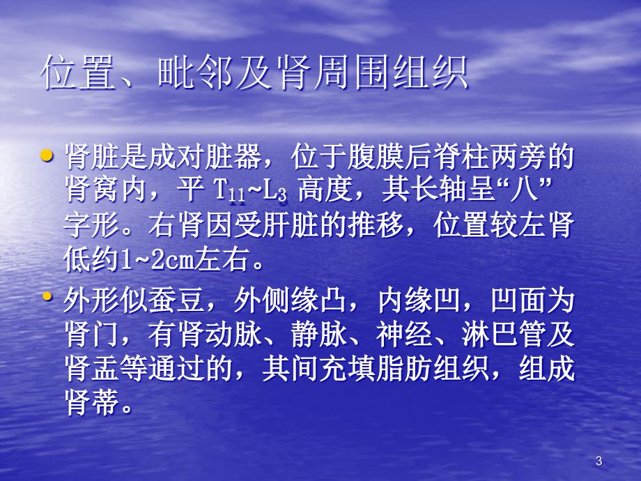 肾脏解剖概要PPT课件.ppt_第3页