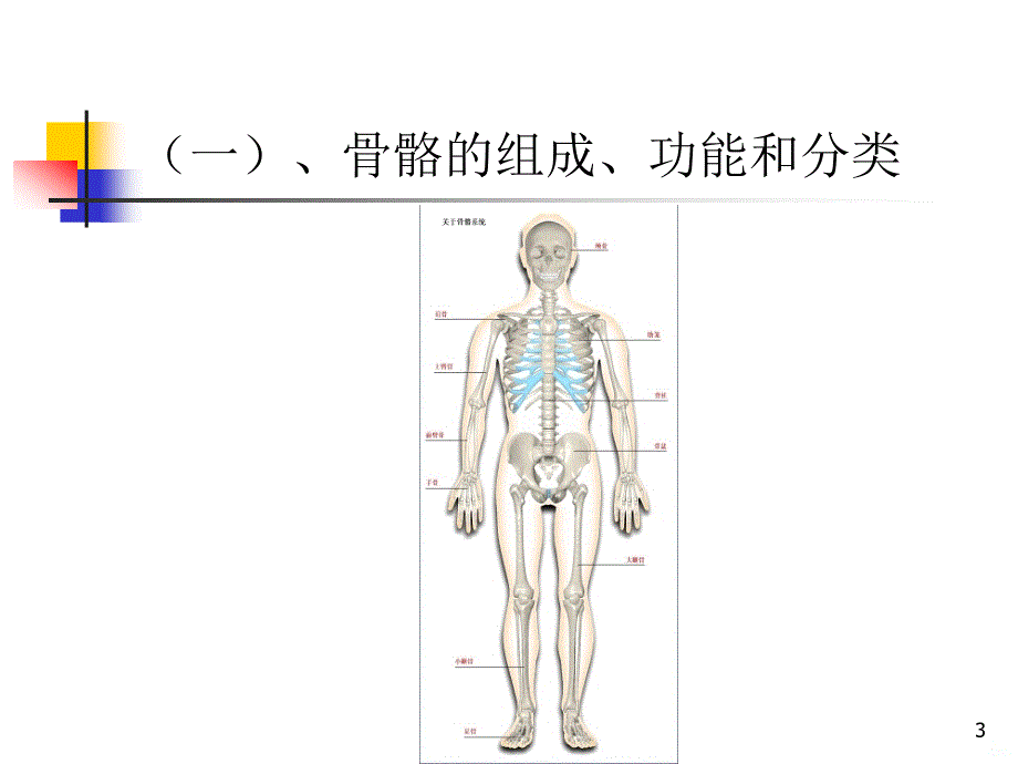 第一节 儿童运动系统PPT课件.ppt_第3页