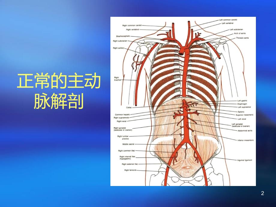 动脉解剖PPT课件.ppt_第2页