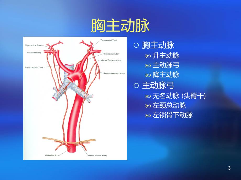 动脉解剖PPT课件.ppt_第3页