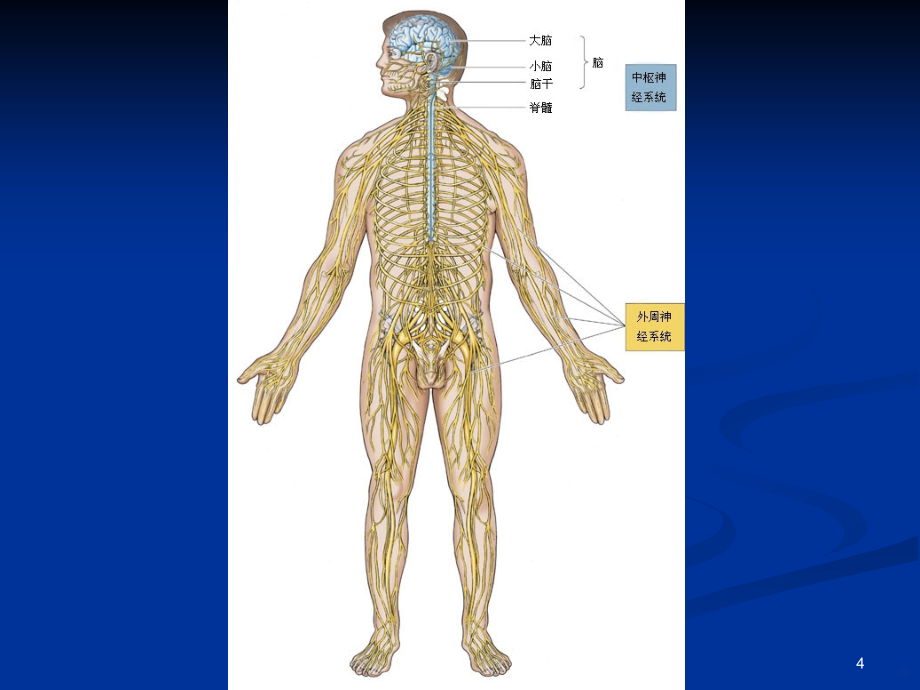 神经系统一般生理功能PPT课件.ppt_第4页