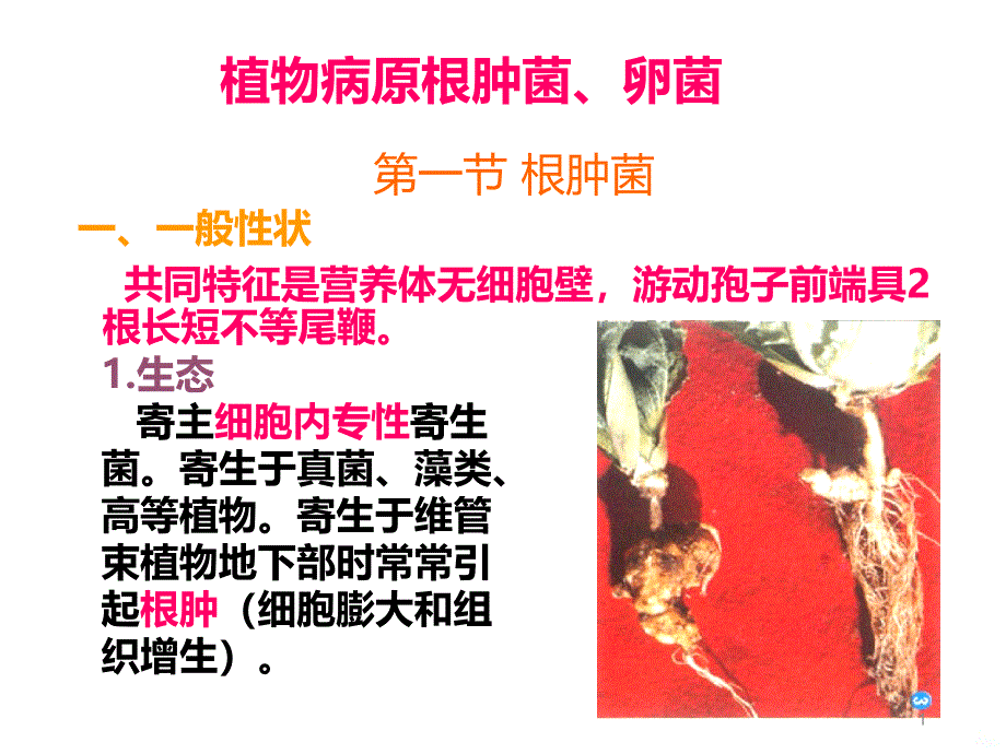 普通植物病理学根肿菌与卵菌PPT课件.ppt_第1页