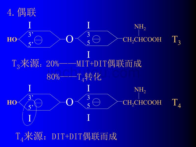 甲状腺功能减退症 (4)_第4页