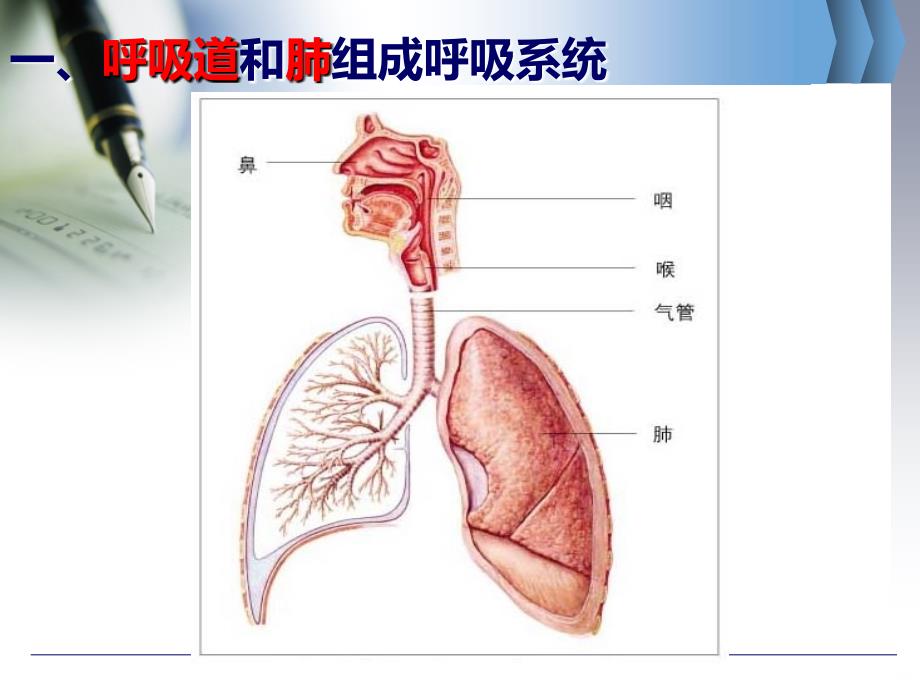 人体细胞获得氧气的过程PPT课件.ppt_第4页