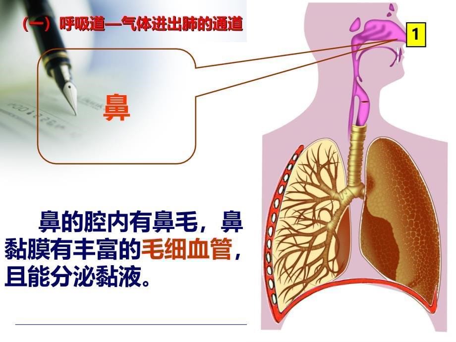 人体细胞获得氧气的过程PPT课件.ppt_第5页