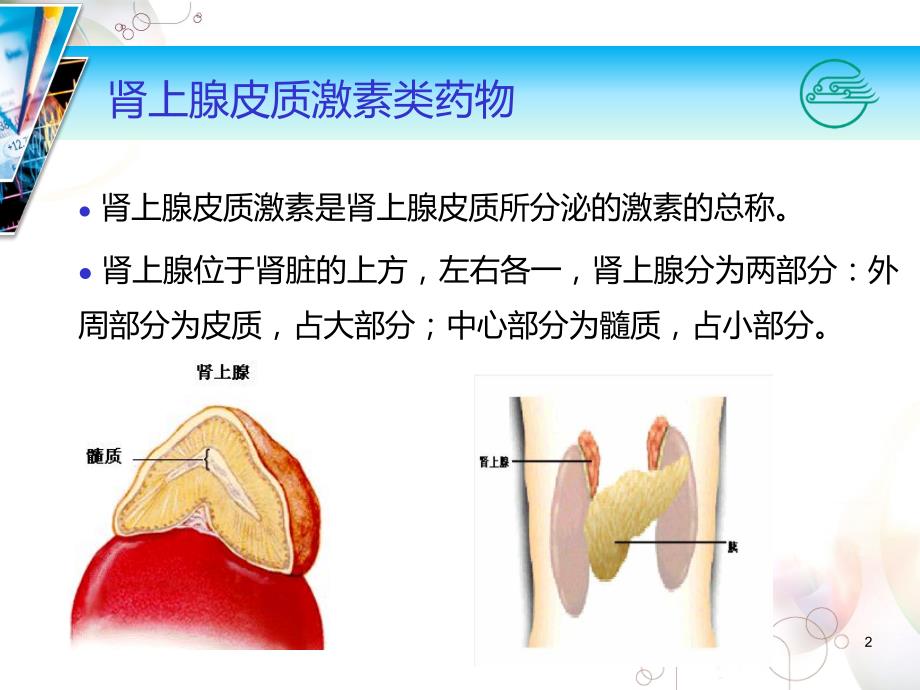 肾上腺皮质激素PPT课件.ppt_第2页