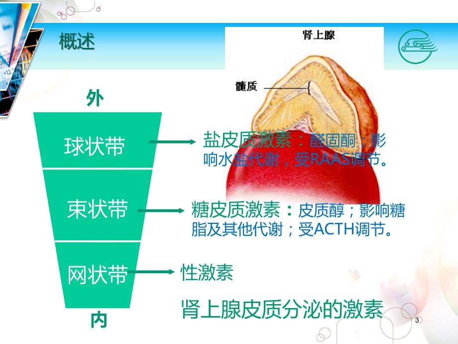 肾上腺皮质激素PPT课件.ppt_第3页