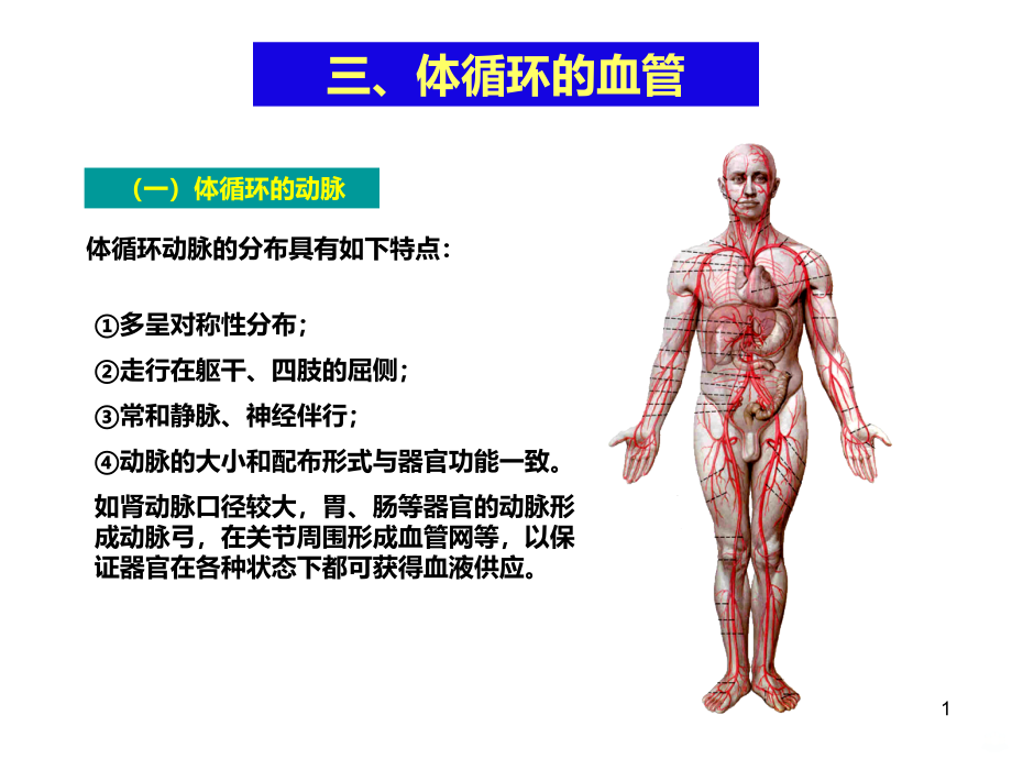 第二节血管(体循环动脉)PPT课件.ppt_第1页