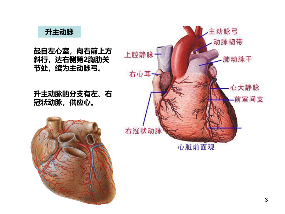 第二节血管(体循环动脉)PPT课件.ppt_第3页