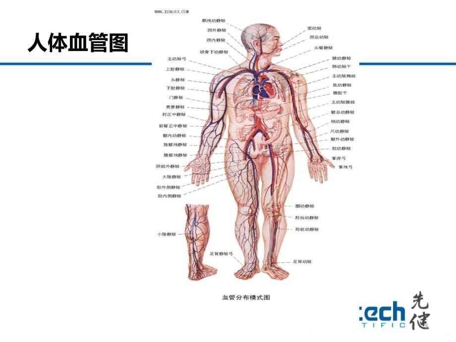 人体解剖及循环系统PPT课件.ppt_第5页