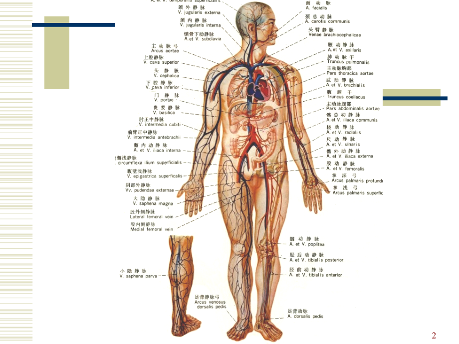 循环系统解剖专业ppt课件.ppt_第2页