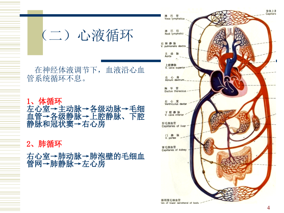 循环系统解剖专业ppt课件.ppt_第4页