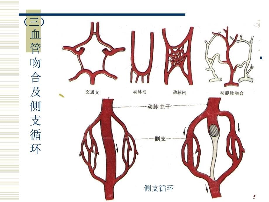 循环系统解剖专业ppt课件.ppt_第5页