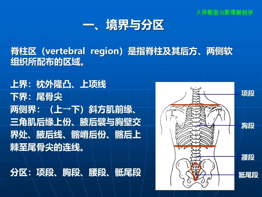 断层解剖学脊柱区PPT课件.ppt_第4页