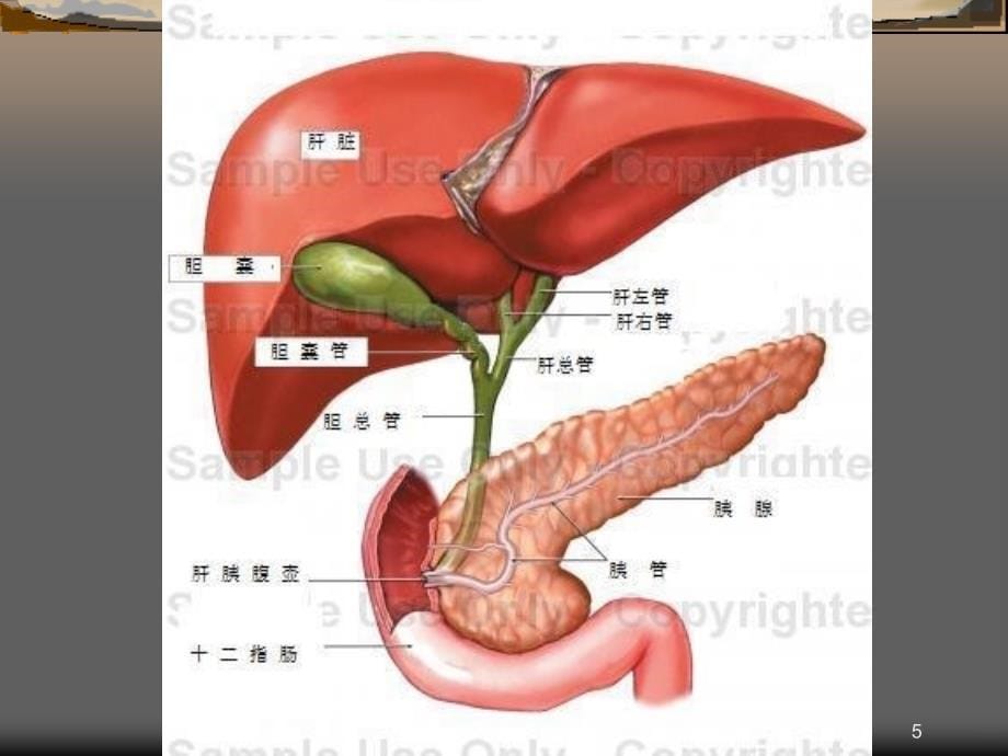 胆总管探查术PPT课件.ppt_第5页